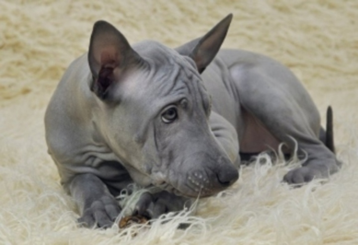 Thajský ridgeback 