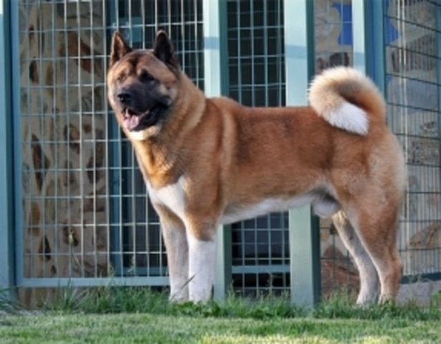Americká Akita
