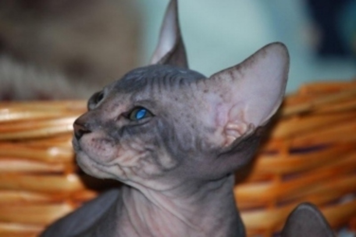 Donský sphynx 