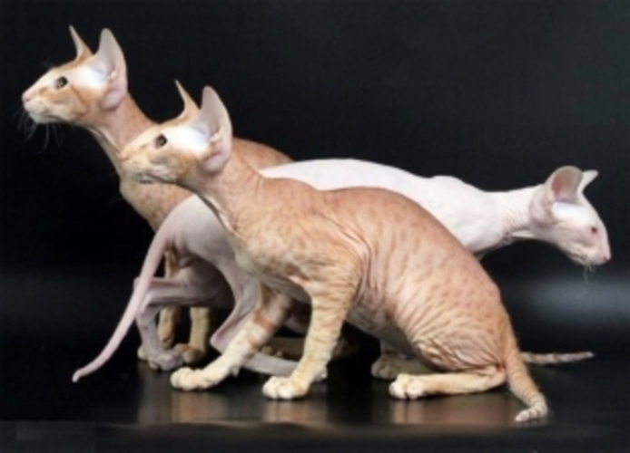 Peterbald 
