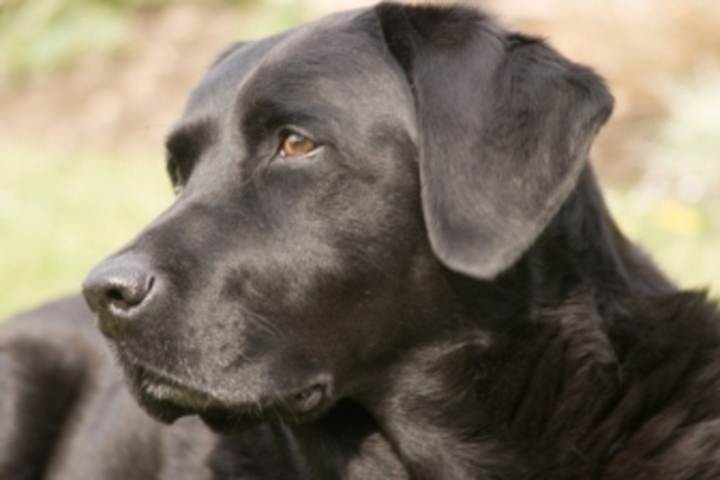 Labrador 