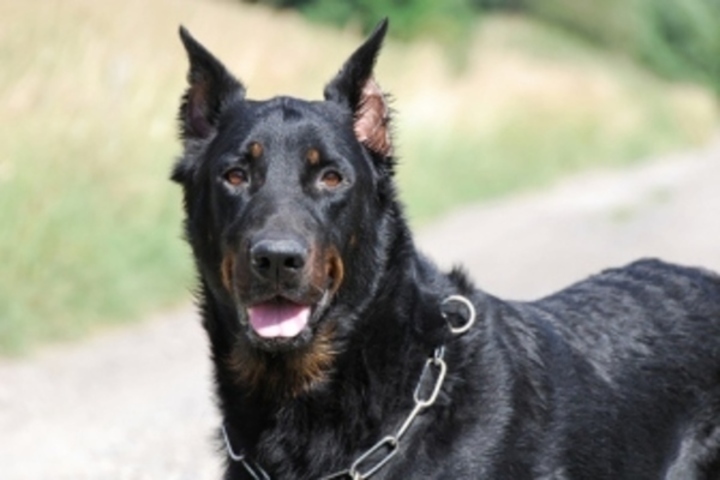 Francouzský Beauceron