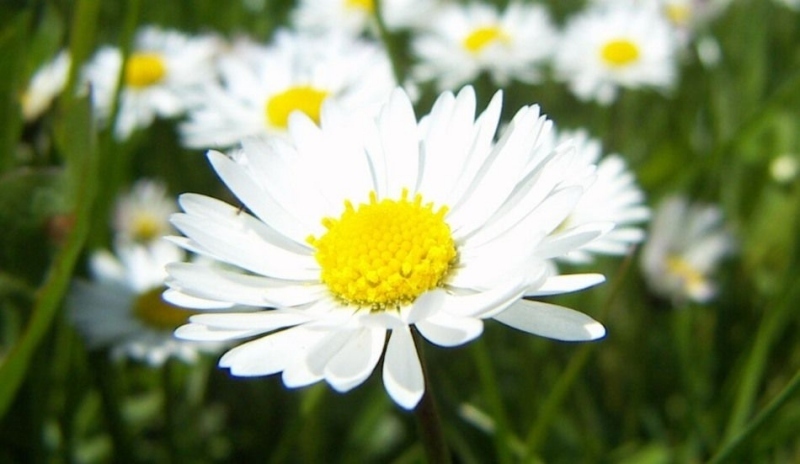 Sedmikráska obecná –Bellis perennis