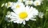 Sedmikráska obecná –Bellis perennis