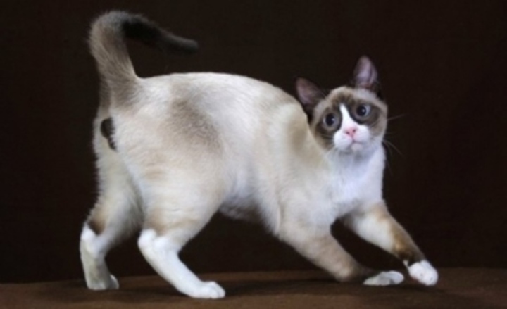 Snowshoe