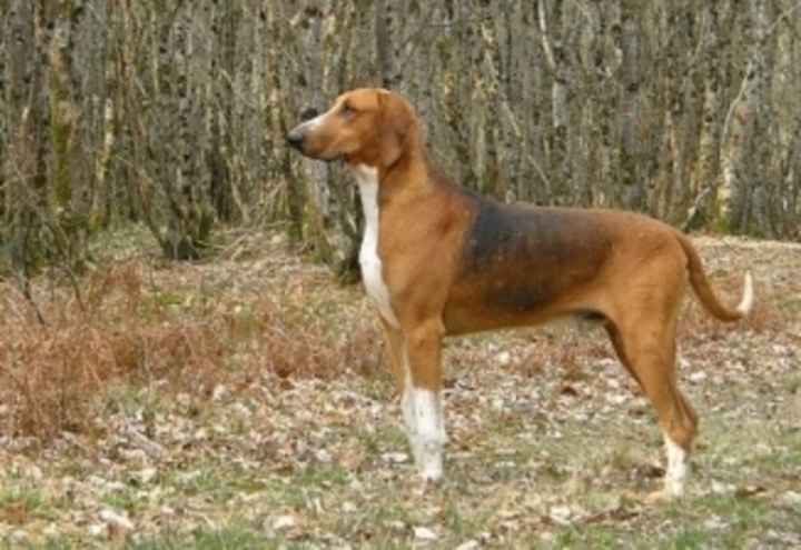Poitevin 