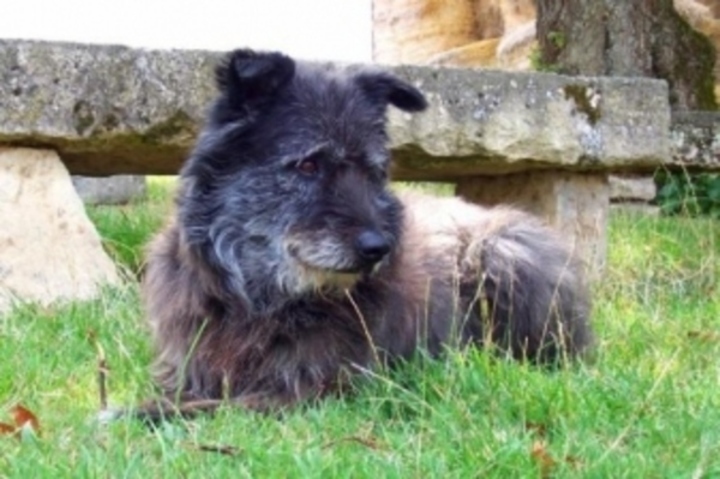 Ardenský bouvier 
