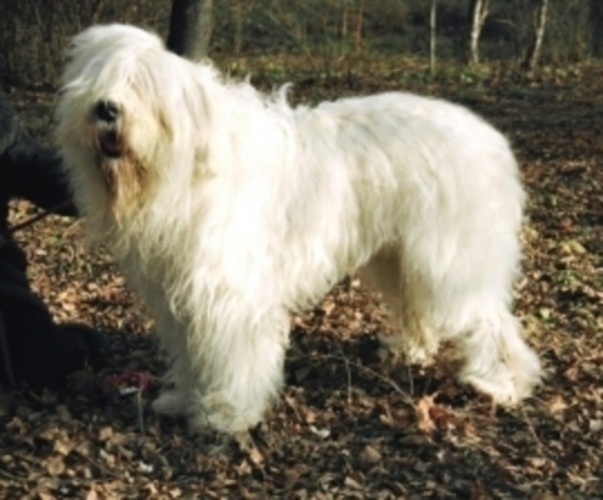 Jihoruský ovčák