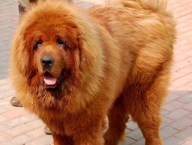 Tibetský mastif