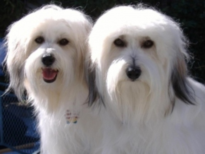 Coton de Tulear 