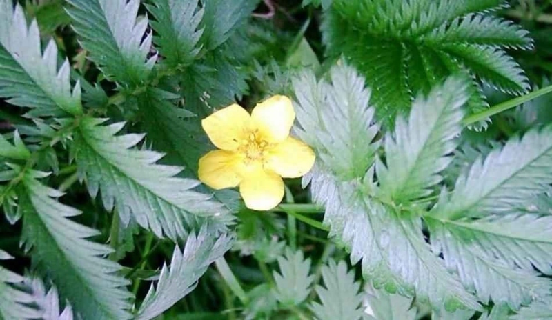 Mochna husí - Potentilla fruticosa