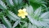Mochna husí - Potentilla fruticosa