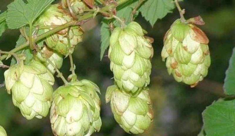 Chmel otáčivý – Humulus lupulus