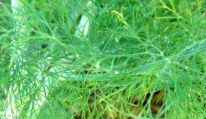 Kopr