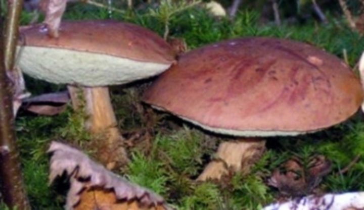Hřib hnědý