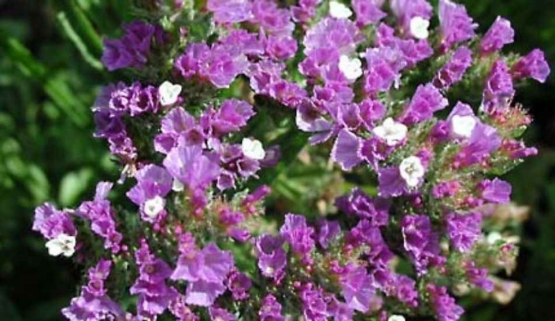 Limonium sinuatum