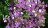 Limonium sinuatum