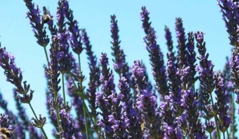 Salvia farinacea