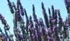 Salvia farinacea