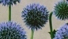 Psylliostachys