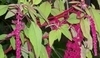 Amaranthus caudatus