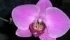 Květ orchideje