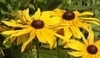 Rudbeckia hirta