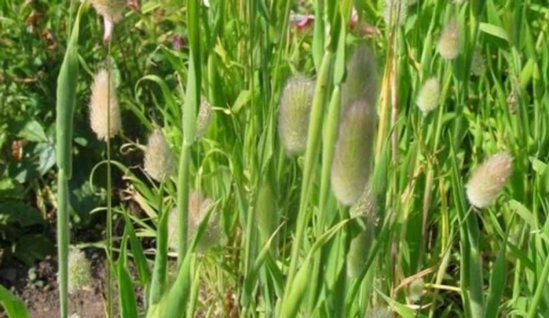 Lagurus ovatus
