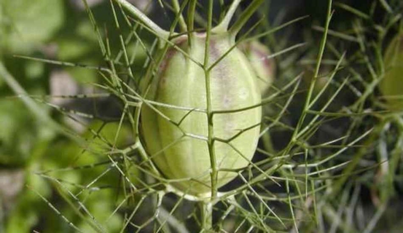 Nigella damascena