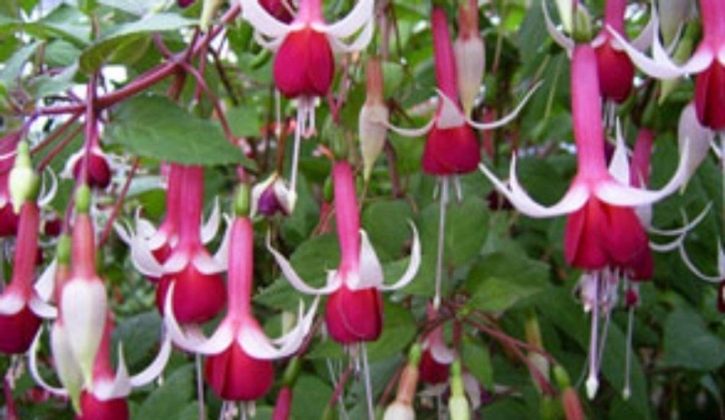 Fuchsie