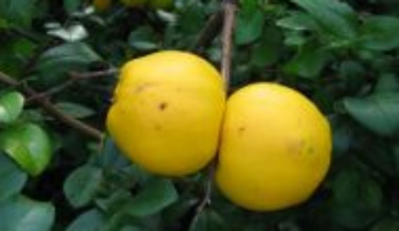 Kdoule
