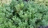 Buxus