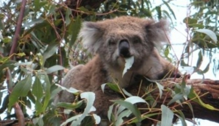 Koala