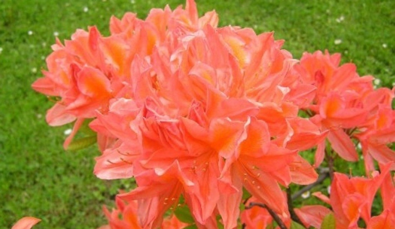 Azalka zahradní