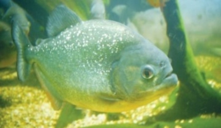Piraně, ryba