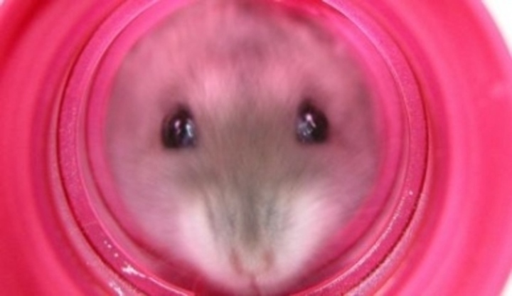 Hlodavec