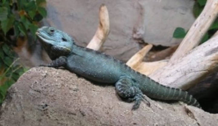 Ještěr, leguán