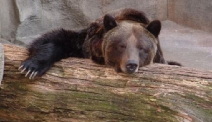 Grizzly