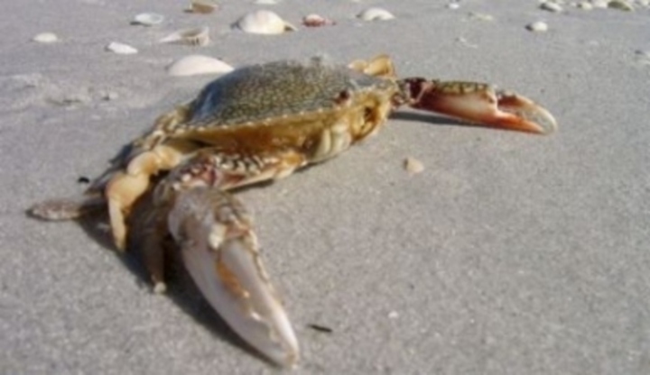 Krab