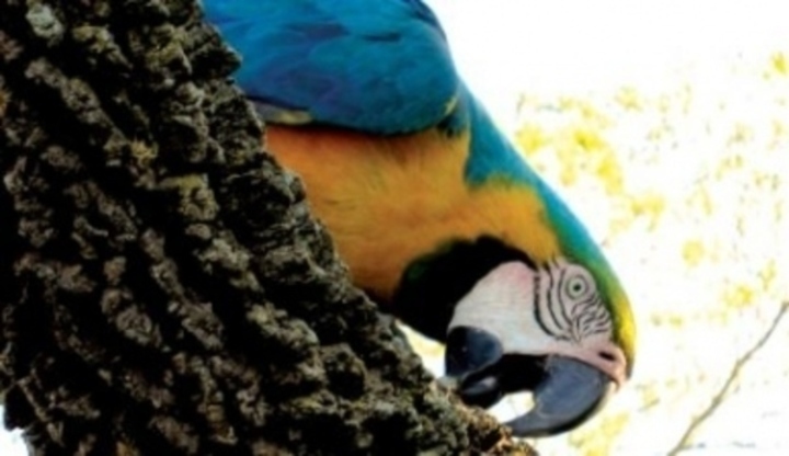 Ara ararauna