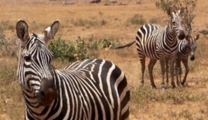 Zebra