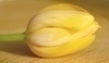 Žlutý tulipán