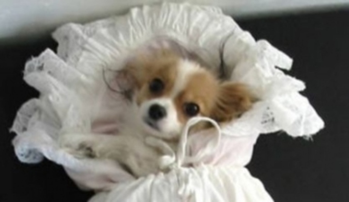 Papillon