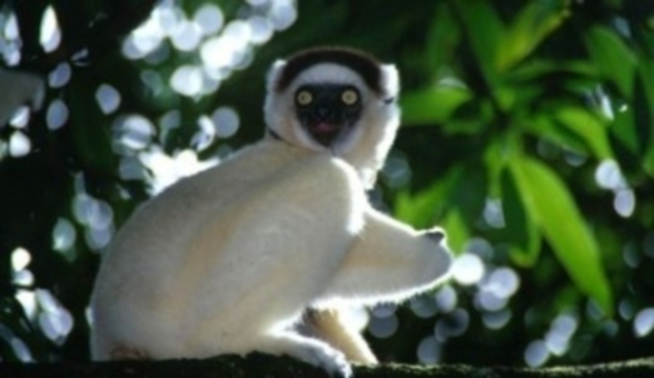 Lemur