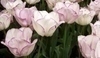 Tulipány