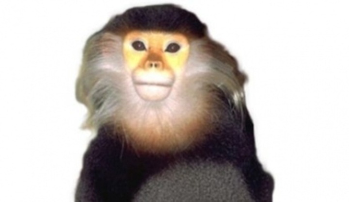Langur duk