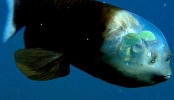 Macropinna microstoma ryba s průhlednou hlavou