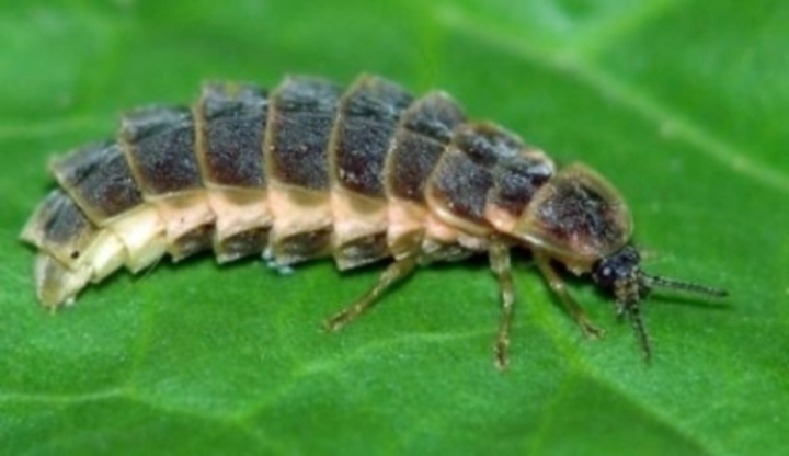 Světluška větší