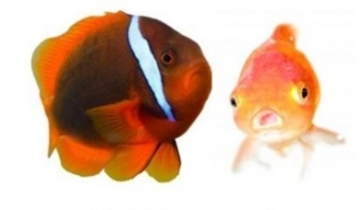 Ryby, akvarijní, koláž
