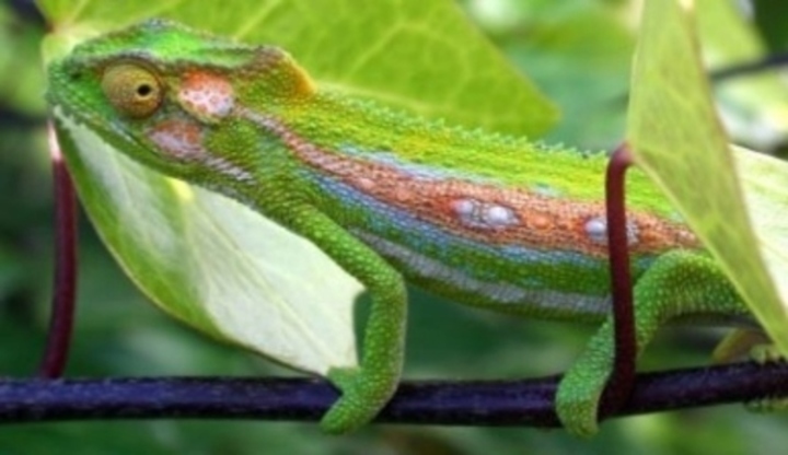 Chameleon